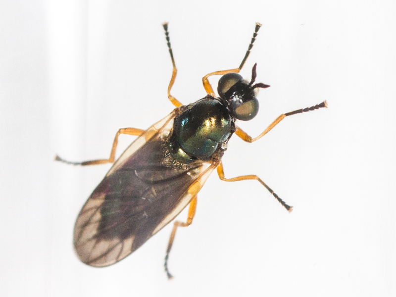 Beris chalybata